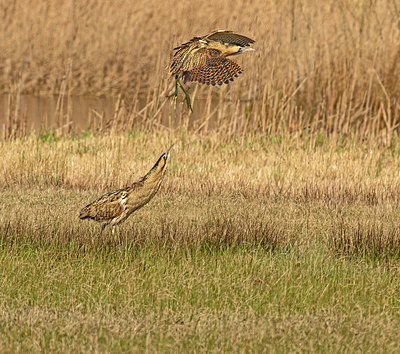 BUITEN BEELD Foto: 404147