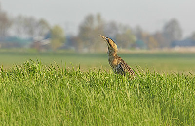 BUITEN BEELD Foto: 404148