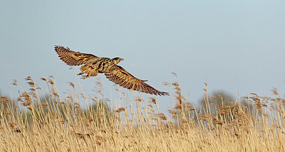 BUITEN BEELD Foto: 404149