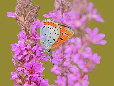 BUITEN BEELD Foto: 404165