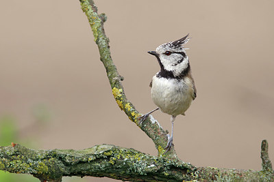 BUITEN BEELD Foto: 404184