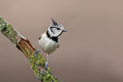 BUITEN BEELD Foto: 404186