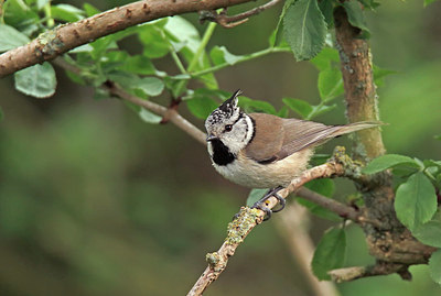 BUITEN BEELD Foto: 404187