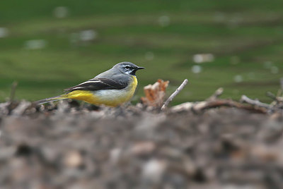 BUITEN BEELD Foto: 404192