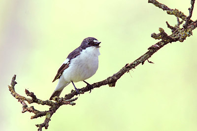 BUITEN BEELD Foto: 404199