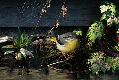BUITEN BEELD Foto: 404204
