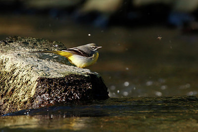 BUITEN BEELD Foto: 404206