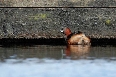 BUITEN BEELD Foto: 404215