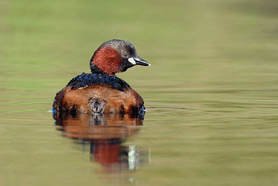 BUITEN BEELD Foto: 404216