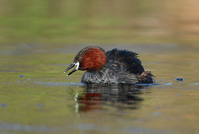 BUITEN BEELD Foto: 404217