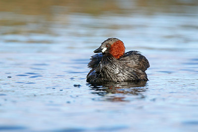 BUITEN BEELD Foto: 404221