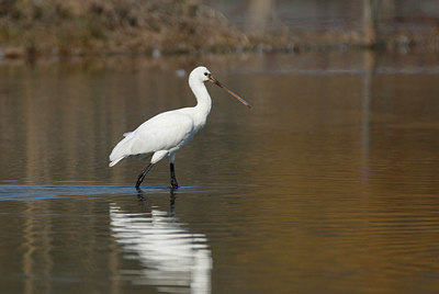 BUITEN BEELD Foto: 404225