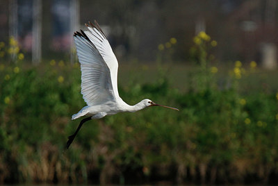 BUITEN BEELD Foto: 404231