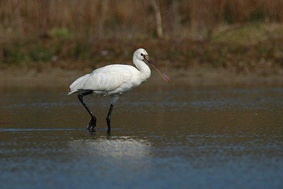 BUITEN BEELD Foto: 404235