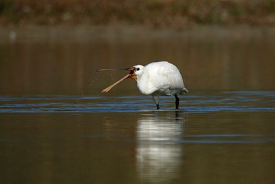 BUITEN BEELD Foto: 404236