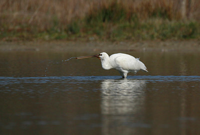 BUITEN BEELD Foto: 404237