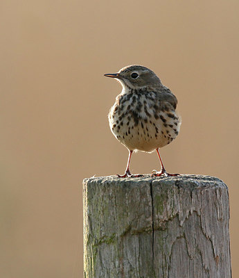 BUITEN BEELD Foto: 404242