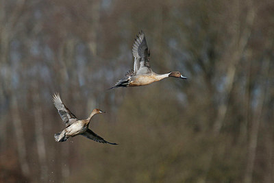 BUITEN BEELD Foto: 404244