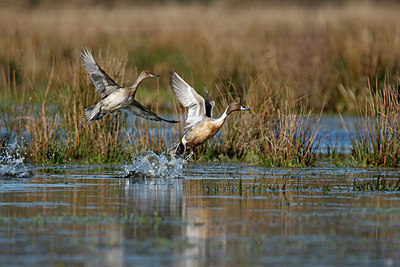 BUITEN BEELD Foto: 404245