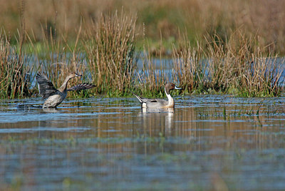 BUITEN BEELD Foto: 404246