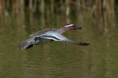 BUITEN BEELD Foto: 404249