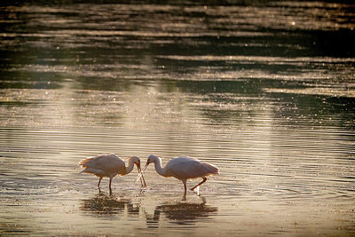 BUITEN BEELD Foto: 404266