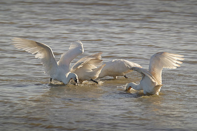 BUITEN BEELD Foto: 404267