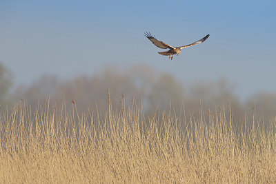 BUITEN BEELD Foto: 404270