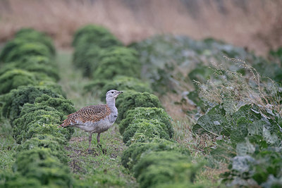 BUITEN BEELD Foto: 404271