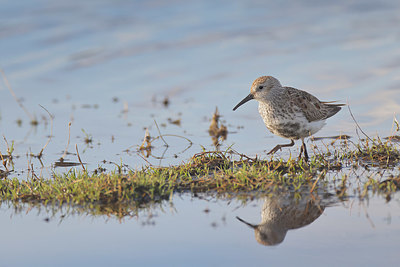 BUITEN BEELD Foto: 404278