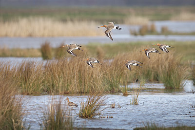 BUITEN BEELD Foto: 404281