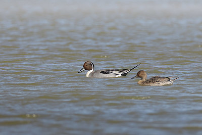 BUITEN BEELD Foto: 404285