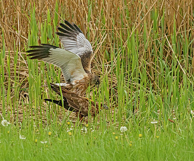 BUITEN BEELD Foto: 404305