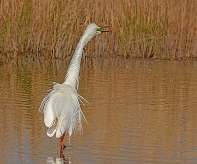 BUITEN BEELD Foto: 404306