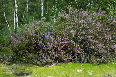 BUITEN BEELD Foto: 404329