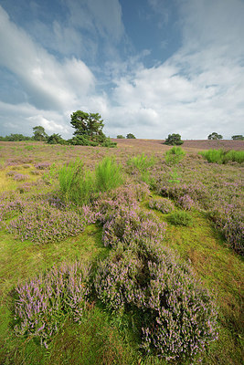 BUITEN BEELD Foto: 404333