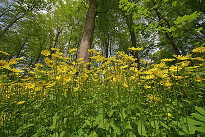BUITEN BEELD Foto: 404343