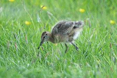 BUITEN BEELD Foto: 404389