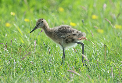 BUITEN BEELD Foto: 404397