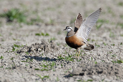 BUITEN BEELD Foto: 404399