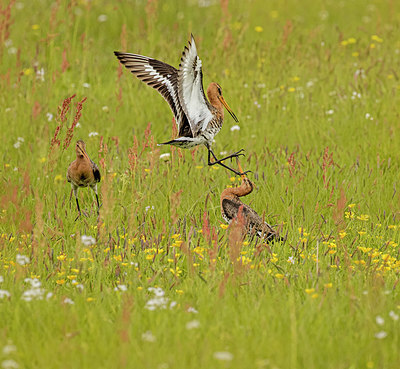 BUITEN BEELD Foto: 404418