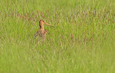 BUITEN BEELD Foto: 404419