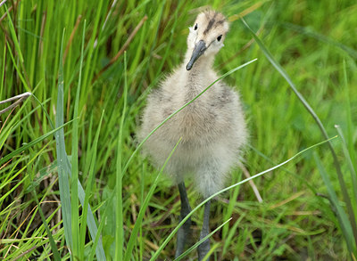 BUITEN BEELD Foto: 404421