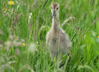 BUITEN BEELD Foto: 404422