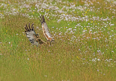 BUITEN BEELD Foto: 404436