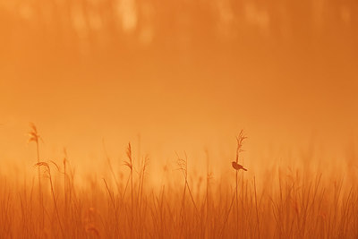 BUITEN BEELD Foto: 404442