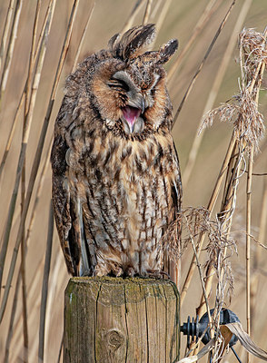 BUITEN BEELD Foto: 404471