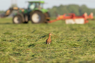 BUITEN BEELD Foto: 404472