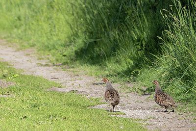 BUITEN BEELD Foto: 404473