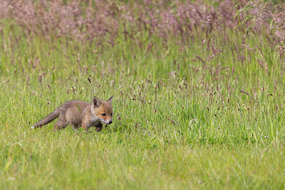 BUITEN BEELD Foto: 404482